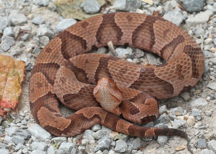 Copperhead